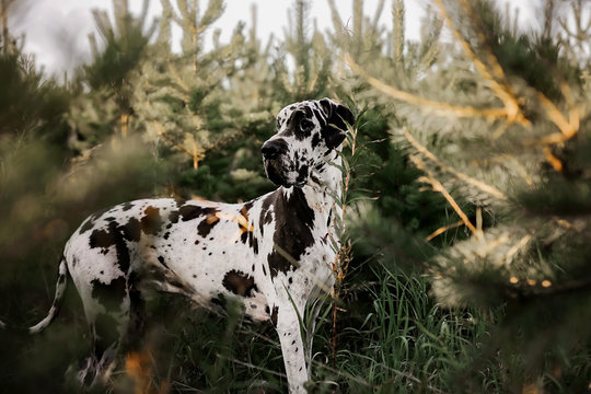 A black and white purebred Harlequin Great Dane dog outdoors