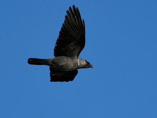 Western jackdaw (Coloeus monedula)