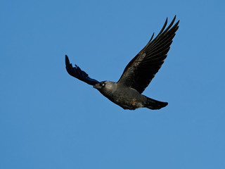 Western jackdaw (Coloeus monedula)