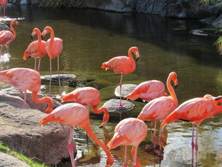
Flamingos with intense pink color in their environment