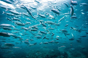 school of fish