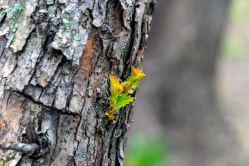 twigs with young leaves on the bark of an old tree