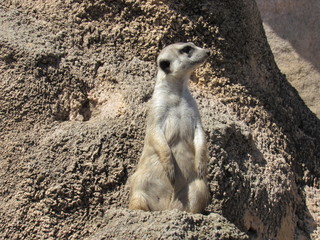 Fototapeta premium Animated meerkats in their environment