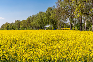 Blühendes Rapsfeld, hinten Baumallee an einem Wander- und Fahrradweg, Ingolstadt, Bayern,...