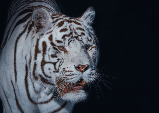 White Bengal Tiger 2020