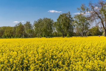Obraz premium Blühendes Rapsfeld, hinten Baumallee an einem Wander- und Fahrradweg, Ingolstadt, Bayern, Deutschland