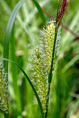 Blasen-Segge, Schmalblättrige Blasen-Segge (Carex vesicaria) - bladder sedge