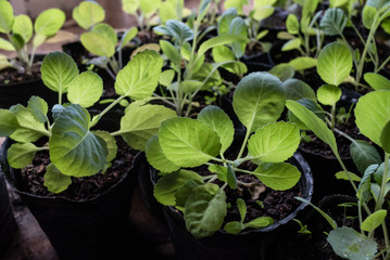 Vital green leaves of broccoli in the foreground a soft focus background