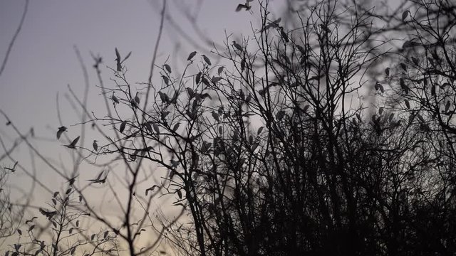 anochece mientas los pájaros alborotados se posan en un arbol
