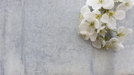 Fototapeta na wymiar white blossom on great wall