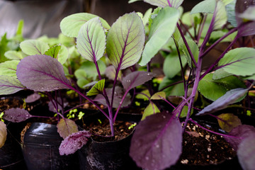 Perfect fresh broccoli leaves sprinkled with garden water in the foreground with soft focus in the background