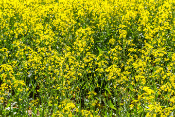 Blühendes Rapsfeld, Ingolstadt, Bayern, Deutschland
