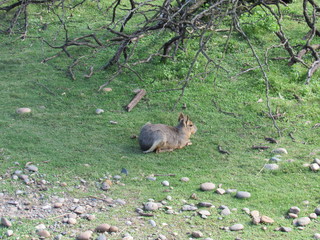 mara patagonia argentina in its environment