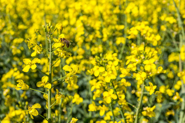 Biene auf einer Rapsblüte, Nahaufnahme, Blühendes Rapsfeld, Ingolstadt, Bayern, Deutschland