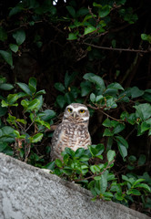 great horned owl in the forest