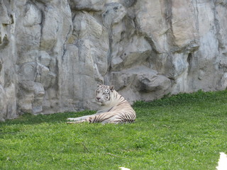 
White Bengal tigers in their environment