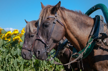 Portraits of horses