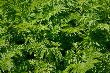 Green ragweed bush close-up. Ambrosia plant allergen.