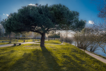 Coucher de soleil sur un arbre