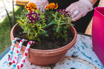new young flowers planted in pots