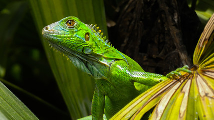 iguana en rama de árbol 