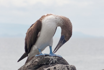 
Blue-footed booby in its natural habitat. Galapagos Islands Ecuador.