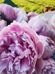 Bouquet of pink peonies on a background of green summer grass. Processed with VSCO with hb2 preset