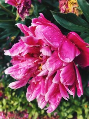 B ig pink flower with raindrops close up. Processed with VSCO with hb2 preset