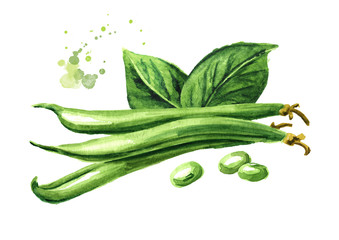 Fresh green beans with leaf. Watercolor hand drawn illustration isolated on white background