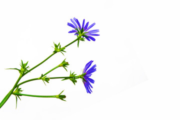 Chicory flower with leaf isolated on white background