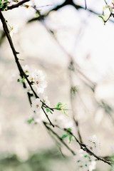 spring cherry flowers on a garden background