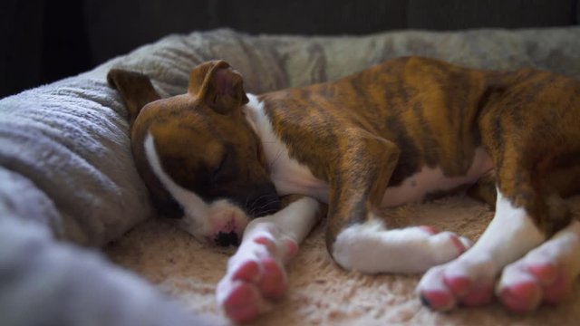 Puppy Dreaming and Twitching Toes