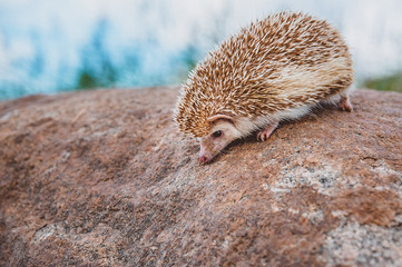 a hedgehog standing on a stone on a blurred forest background