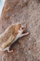 hedgehog is climbing up a rock