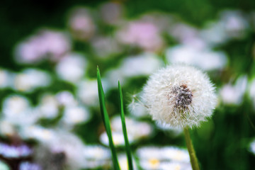 Dandelion flowers in the grass closeup