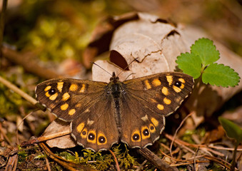 motyl na suchych liściach zbliżenie