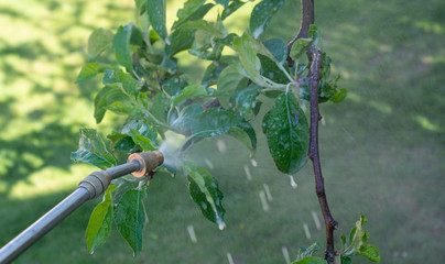 Gardener applying insecticide fertilizer on tree branch using a sprayer