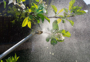 Gardener applying insecticide fertilizer on tree branch using a sprayer on a sunny day