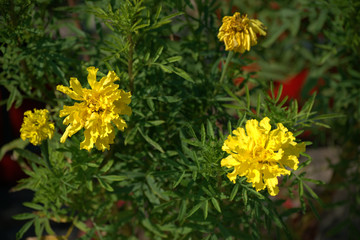 traditional flowers of Greece. organic without fertilizer and spraying