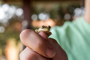 Sapo perereca ou rã