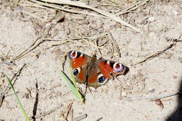 Fototapeta na wymiar Swallowtail butterfly on the ground