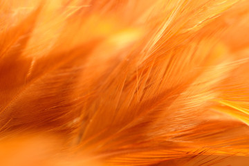 Chicken feather closeup in golden brown color look soft and blur for background.