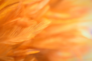 Chicken feather closeup in golden brown color look soft and blur for background.