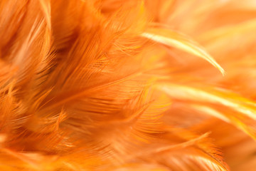 Chicken feather closeup in golden brown color look soft and blur for background.