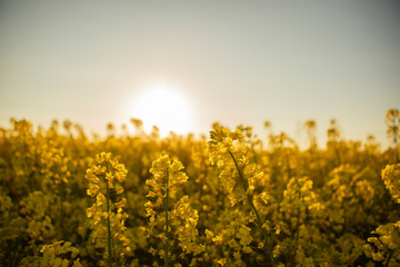 Rapsfeld in der Sonne