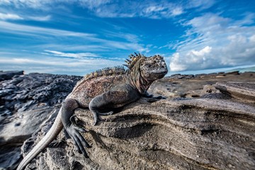 Galapagos Marine Iguana 