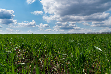 Agricultural field with young green wheat