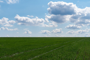 Agricultural field with young green wheat