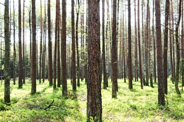 Obraz premium Trees in the woods