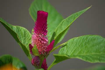 traditional flowers of Greece. organic without fertilizer and spraying